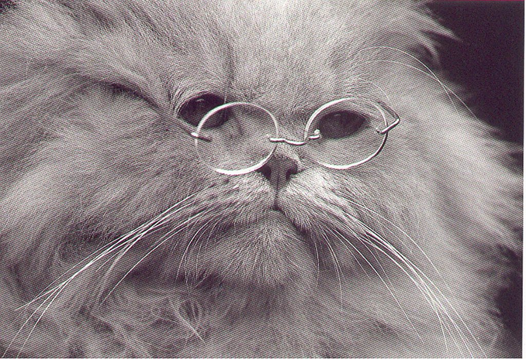 Gatti (281)